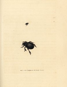 Aphodius arenarius bille (Scarabaeus ovalis). Håndfarget kobberstikk av James Sowerby fra The British Miscellany, eller fargede figurer av nye, sjeldne eller lite kjente dyreemner. av James Sowerby