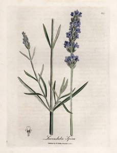 Apic lavendel. Håndfarget kobberstikk fra en tegning av James Sowerby (1757-1822), i Botanique Medicinale