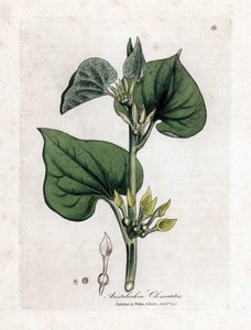 Aristoloche clematite - Klatrende birthwort, Aristolochia clematitis. Håndfarget kobberstikk fra en botanisk illustrasjon av James Sowerby fra William Woodville og Sir William Jackson Hookers "" Medical Botany,"" John Bohn, London av James Sowerby