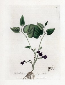 Aristoloche variete - Slangerot-fødselsort, Aristolochia serpentaria. Håndfarget kobberstikk fra en botanisk illustrasjon av James Sowerby fra William Woodville og Sir William Jackson Hookers "" Medical Botany,"" John Bohn, London av James Sowerby