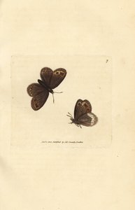 Arran brun, Erebia ligea (Papilio ligea). Håndfarget kobberstikk av James Sowerby fra The British Miscellany, eller fargede figurer av nye, sjeldne eller lite kjente dyreemner. av James Sowerby