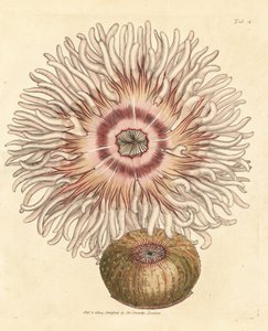 Beadlet anemone, Actinia equina. Håndfarget kobberstikk av James Sowerby fra The British Miscellany, eller fargede figurer av nye, sjeldne eller lite kjente dyreemner. av James Sowerby