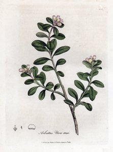 Bjørnedrue eller bjørnebær - Etterfølgende arbutus eller bjørnebær, Arctostaphylos uva-ursi. Håndfarget kobberstikk fra en botanisk illustrasjon av James Sowerby fra William Woodville og Sir William Jackson Hookers "" Medical Botany,""  av James Sowerby