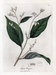 Benzoin - Benjamin-tre, Styrax-benzoin. Håndfarget kobberstikk fra en botanisk illustrasjon av James Sowerby fra William Woodville og Sir William Jackson Hookers "" Medical Botany,"" John Bohn, London