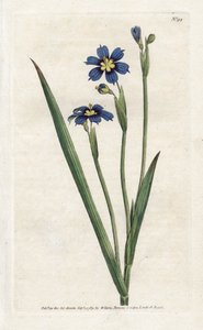 Bermudian med smale blader - Litografi av James Sowerby (1757-1822), fra Botanical Magazine av William Curtis (1746-1799) av James Sowerby