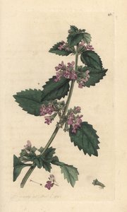 Svart horehound, Ballota nigra (Ballote noire) Håndfarget kobberstikk etter en illustrasjon av James Sowerby fra James Smith's English Botany, London av James Sowerby