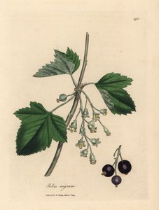 Solbærtre, Ribes nigrum av James Sowerby
