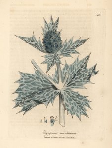 Blåblomstret kristtorn eller eryngo, Eryngium maritinum av James Sowerby
