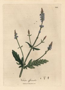 Blåblomstret vervain, Verbena officinalis av James Sowerby