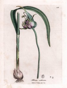Botanisk tavle: Dyrker hvitløk (Allium sativum) som viser løk, blader og lilla blomster. Håndfarget kobbergravering fra en illustrasjon av James Sowerby. Utdrag fra boken til William Woodville og Sir William Jackson Hooker "" Botanique medic