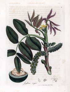 Botanisk bord: blader, planter og valnøttfrukt Blader, gul blomst og nøtt av det vanlige valnøtttreet, Juglans regia. Håndfarget kobberstikk fra en botanisk illustrasjon av James Sowerby fra William Woodville og Sir William Jackson Hooker' av James Sowerby