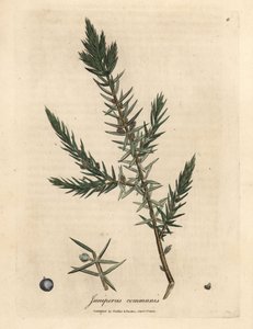 Grein og bær av vanlig einer, Juniperus communis av James Sowerby