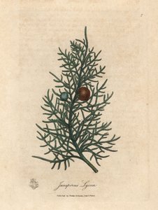 Gren og bær av sedertreet, Juniperus lycia