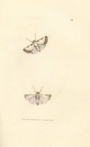 Brixton Beauty, Acontia nitidula (Phalaena catena). Håndfarget kobberstikk av James Sowerby fra The British Miscellany, eller fargede figurer av nye, sjeldne eller lite kjente dyreemner. av James Sowerby