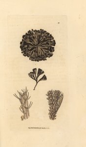 Bugulina avicularia (Flustra avicularis). Håndfarget kobberstikk av James Sowerby fra The British Miscellany, eller fargede figurer av nye, sjeldne eller lite kjente dyreemner. av James Sowerby