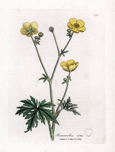 Smørblomst eller Button d'Or - Engsmørblomst, Ranunculus acris. Håndfarget kobberstikk fra en botanisk illustrasjon av James Sowerby fra William Woodville og Sir William Jackson Hookers "" Medical Botany,"" John Bohn, London