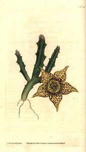 Kaktusstivelse - Orbea variegata (Variegated stapelia, Stapelia variegata). Håndfarget kobberstikk og botanisk illustrasjon av James Sowerby fra William Curtis' The Botanical Magazine, Lambeth Marsh, London av James Sowerby