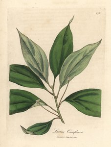 Kamfertre, Laurus camphora av James Sowerby