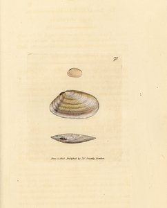 Candystick tellina shell, Tellina similis. Håndfarget kobberstikk av James Sowerby fra The British Miscellany, eller fargede figurer av nye, sjeldne eller lite kjente dyreemner. av James Sowerby