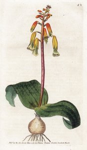 Cape Town Cuckoo - Litografi av James Sowerby (1757-1822), tallerken fra Botanical Magazine av William Curtis (1746-1799) av James Sowerby