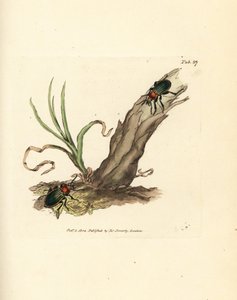 Carabus nitens bille. Håndfarget kobberstikk av James Sowerby fra The British Miscellany, eller fargede figurer av nye, sjeldne eller lite kjente dyreemner. av James Sowerby