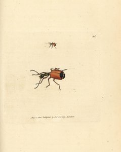 Carabus rotundicollis bille. Håndfarget kobberstikk av James Sowerby fra The British Miscellany, eller fargede figurer av nye, sjeldne eller lite kjente dyreemner. av James Sowerby