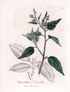 Cascarille officinale eller mykt eller imitert quinquina-tre - Cascarilla, Croton (Clutia) eluteria. Håndfarget kobberstikk fra en botanisk illustrasjon av James Sowerby fra William Woodville og Sir William Jackson Hookers "" Medical Botany," av James Sowerby