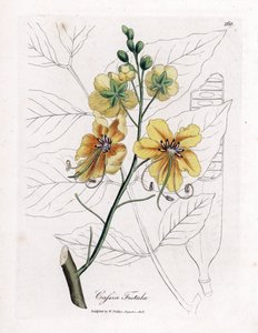 Cassia, falsk sene, falsk johannesbrødtre, golden shower eller canefier - Golden shower tree, Cassia fistel. Håndfarget kobberstikk fra en botanisk illustrasjon av James Sowerby fra William Woodville og Sir William Jackson Hookers "" Medical Bota
