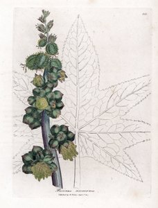 Castor - Castor oljeanlegg, Ricinus communis. Håndfarget kobberstikk fra en botanisk illustrasjon av James Sowerby fra William Woodville og Sir William Jackson Hookers "" Medical Botany,"" John Bohn, London av James Sowerby