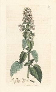 Catnip, Nepeta cataria (cataire) Håndfarget kobberstikk etter en illustrasjon av James Sowerby fra James Smith's English Botany, London