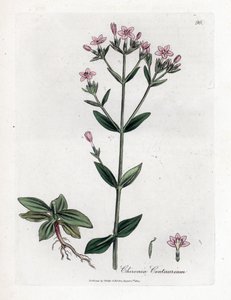 Centauree Chironia - Centaury, Chironia centaurium. Håndfarget kobberstikk fra en botanisk illustrasjon av James Sowerby fra William Woodville og Sir William Jackson Hookers "" Medical Botany,"" John Bohn, London av James Sowerby