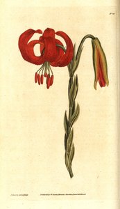 Kalsedonsk lilje - Kalkedonsk lilje, Lilium chalcedonicum. Håndfarget kobberstikk og botanisk illustrasjon av James Sowerby fra William Curtis' The Botanical Magazine, Lambeth Marsh, London av James Sowerby