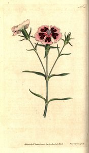 Kina nellik - Kina rosa eller indisk rosa, Dianthus chinensis. Håndfarget kobberstikk og botanisk illustrasjon av James Sowerby fra William Curtis' The Botanical Magazine, Lambeth Marsh, London av James Sowerby