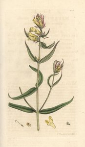Vanlig kuhvete, Melampyrum pratense (Melampyre des pres, Wood hirse, Cochelet, Yellow savory) Håndfarget kobberstikk etter en illustrasjon av James Sowerby fra James Smith's English Botany, London av James Sowerby