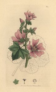 Malva, Malva sylvestris Håndfarget kobberstikk etter en tegning av James Sowerby for James Smiths engelske botanikk