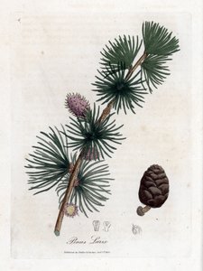 Vanlig eller europeisk meleze - Europeisk lerketre, Larix decidua. Håndfarget kobberstikk fra en botanisk illustrasjon av James Sowerby fra William Woodville og Sir William Jackson Hookers "" Medical Botany,"" John Bohn, London av James Sowerby
