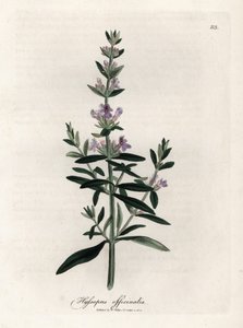 Kompendial isop. Håndfarget kobberstikk fra en tegning av James Sowerby (1757-1822), i Botanique Medicinale av James Sowerby