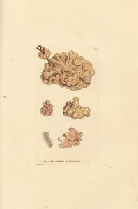 Coralline arter, Corallina auriculariaeformis. (Cactus coralline, Halimedia opuntia?) Håndfarget kobberstikk av James Sowerby fra The British Miscellany, eller fargede figurer av nye, sjeldne eller lite kjente dyreemner. av James Sowerby