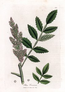 Corroyere eller sumac av corroyeurs eller reisende - Elm-leaved sumac, Rhus coriaria. Håndfarget kobberstikk fra en botanisk illustrasjon av James Sowerby fra William Woodville og Sir William Jackson Hookers "" Medical Botany,"" John Bo av James Sowerby