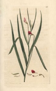 Crimson gressvetch, Lathyrus nissolia. Håndfarget kobberstikk etter en illustrasjon av James Sowerby fra James Smith's English Botany, London av James Sowerby