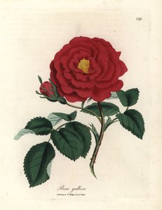 Crimson offisiell rose, Rosa gallica av James Sowerby