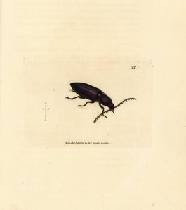 Ctenicera cuprea bille (Elater chalybeus). Håndfarget kobberstikk av James Sowerby fra The British Miscellany, eller fargede figurer av nye, sjeldne eller lite kjente dyreemner. av James Sowerby