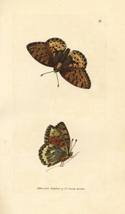 Mørkegrønn fritillary, Argynnis aglaia (Charlotte sommerfugl, Papilio charlotta). Håndfarget kobberstikk av James Sowerby fra The British Miscellany, eller fargede figurer av nye, sjeldne eller lite kjente dyreemner. av James Sowerby