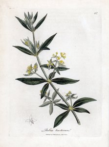 Dyer's madder, Rubia tinctorum. Håndfarget kobberstikk fra en botanisk illustrasjon av James Sowerby fra William Woodville og Sir William Jackson Hookers "" Medical Botany,"" John Bohn, London av James Sowerby