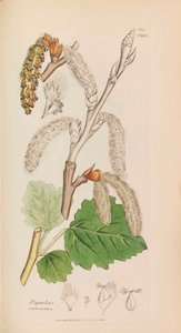 Engelsk botanikk, 1790-1800. av James Sowerby