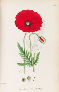 Engelsk botanikk, 1790-1800. av James Sowerby