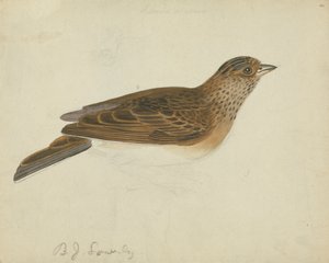 Eurasisk himmellærke av James Sowerby