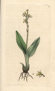 Fenorkidé, Liparis loeselii (Dverg ophrys, Ophrys loeselii). Håndfarget kobberstikk etter en illustrasjon av James Sowerby fra James Smith's English Botany, London av James Sowerby