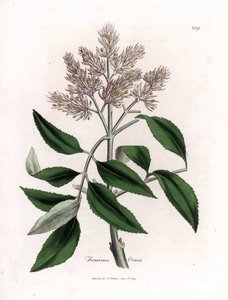 Blomstrende asketre, Fraxinus ornus. Håndfarget kobberstikk fra en botanisk illustrasjon av James Sowerby fra William Woodville og Sir William Jackson Hookers "" Medical Botany,"" John Bohn, London av James Sowerby