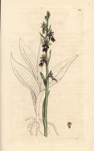 Flueorkide, Ophrys insectifera (Fly orchis, Ophrys muscifera). Håndfarget kobberstikk etter en illustrasjon av James Sowerby fra James Smith's English Botany, London